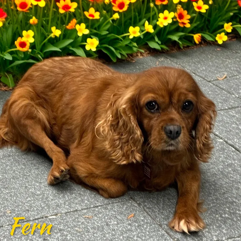 Fern thumbnail 4