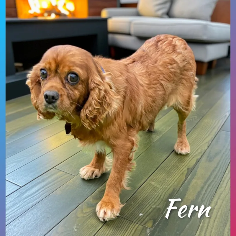 Fern thumbnail 5