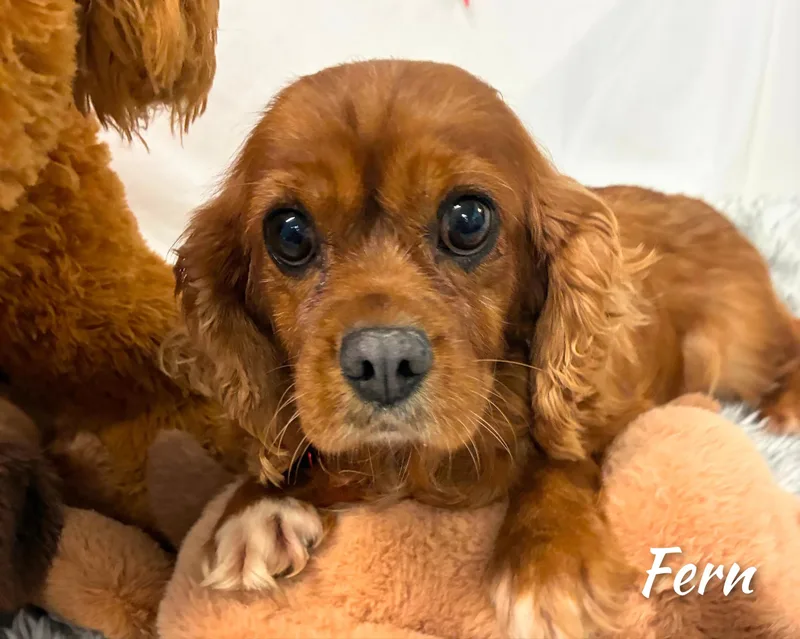 Fern thumbnail 6