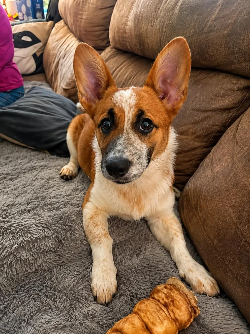 A baby medium-sized female Red / Chestnut / Orange Mixed Breed dog named Clementine for adoption in Kenosha, WI