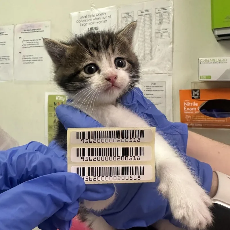 A baby small-sized male Brown / Chocolate Domestic Medium Hair cat named The Masterplan for adoption in Charleston, WV