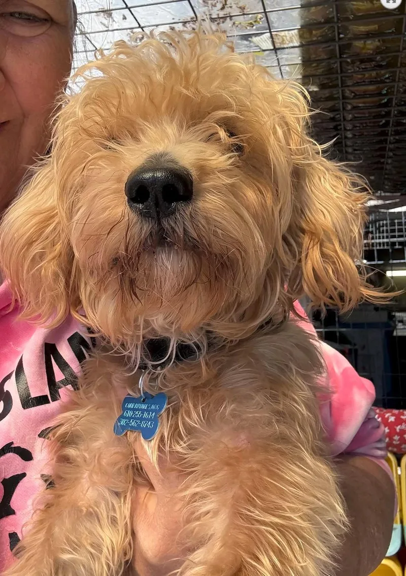 A young medium-sized male Shorkie dog named Tippet for adoption in Landenberg, PA