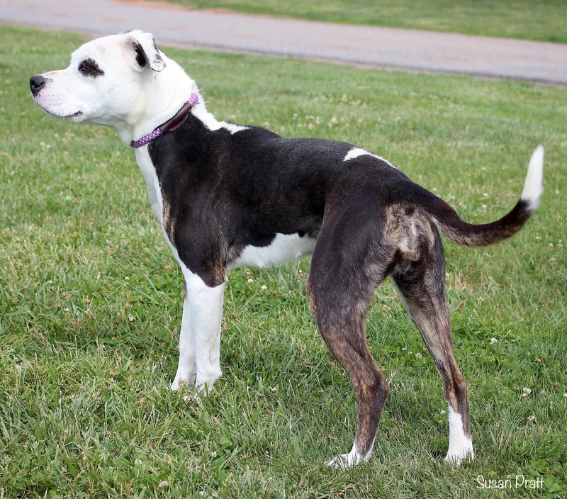 An adult medium-sized female White / Cream Pit Bull Terrier dog named Stormie for adoption in Bedford, VA