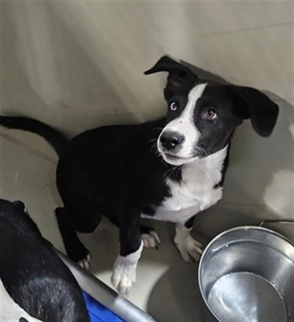 A baby small-sized female Shepherd dog named Beth for adoption in Bakersfield, CA
