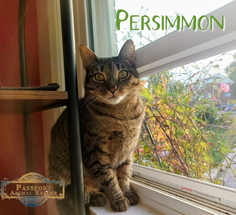Persimmon thumbnail 2