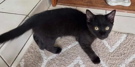 A baby medium-sized male Black Domestic Medium Hair cat named Ray for adoption in Calera, AL