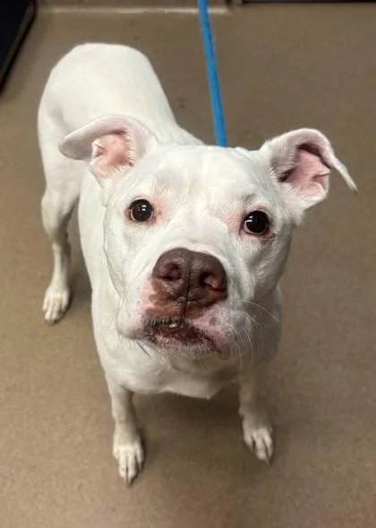 A senior large-sized female Mixed Breed dog named Nyssa for adoption in Chamblee, GA