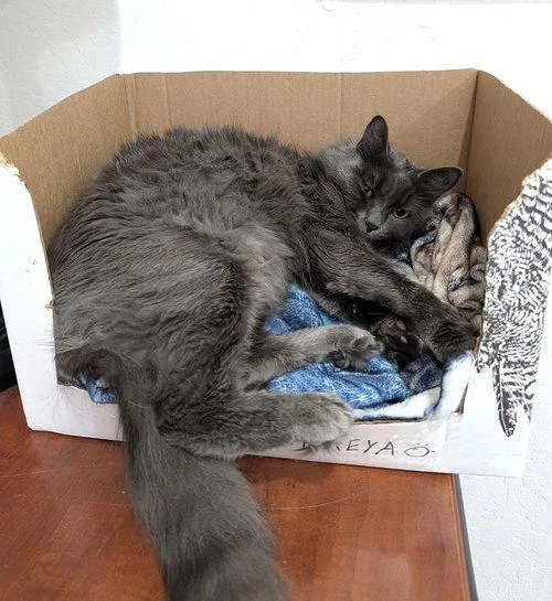 A baby small-sized female Gray / Blue / Silver Russian Blue cat named Sophia for adoption in Walnut Creek, CA