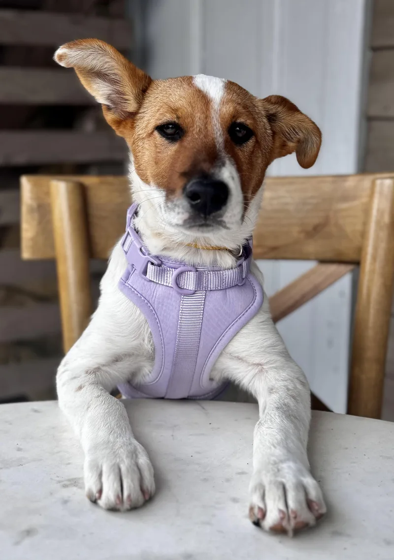 A baby medium-sized female Tricolor (Brown, Black, & White) Australian Cattle Dog / Blue Heeler dog named Holly for adoption in Austin, TX