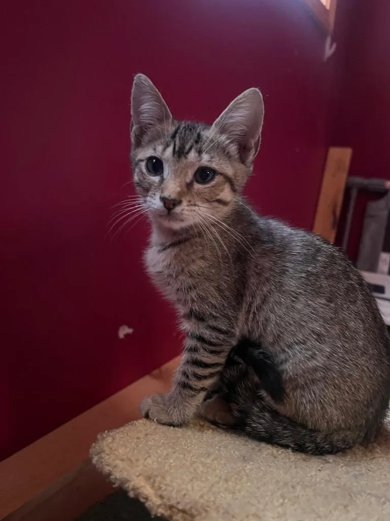 A baby small-sized male Domestic Short Hair cat named Fry Cook for adoption in Gorham, ME