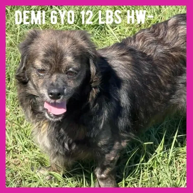 An adult small-sized female Dachshund dog named Demi for adoption in Amherst, NY