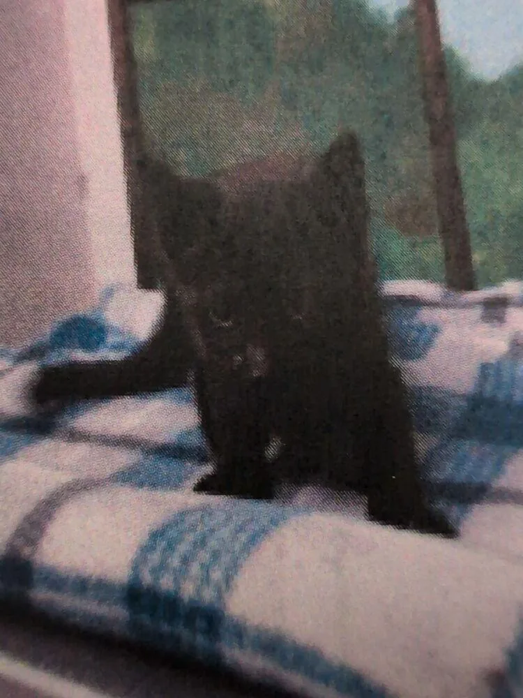 A baby small-sized female Black Domestic Short Hair cat named Patty for adoption in Parker, CO