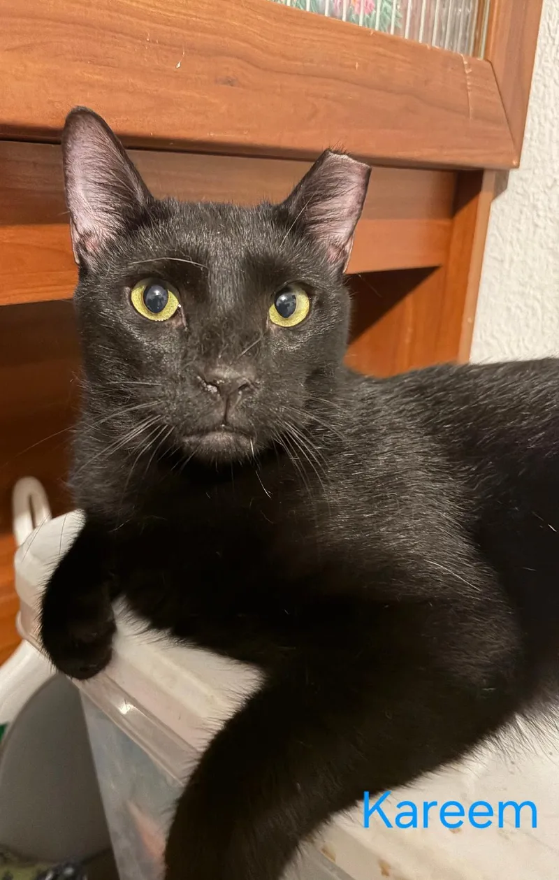 An adult large-sized male Domestic Short Hair cat named Kareem for adoption in Las Cruces, NM