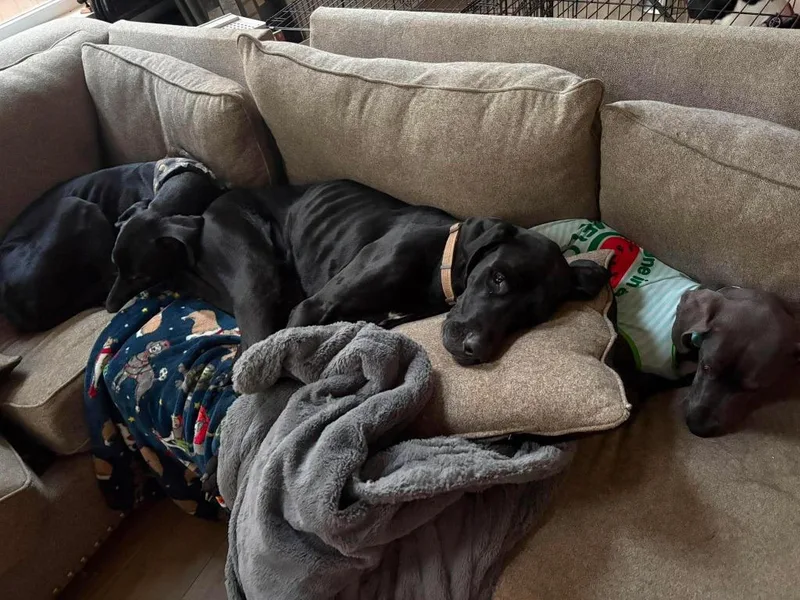 Loki
