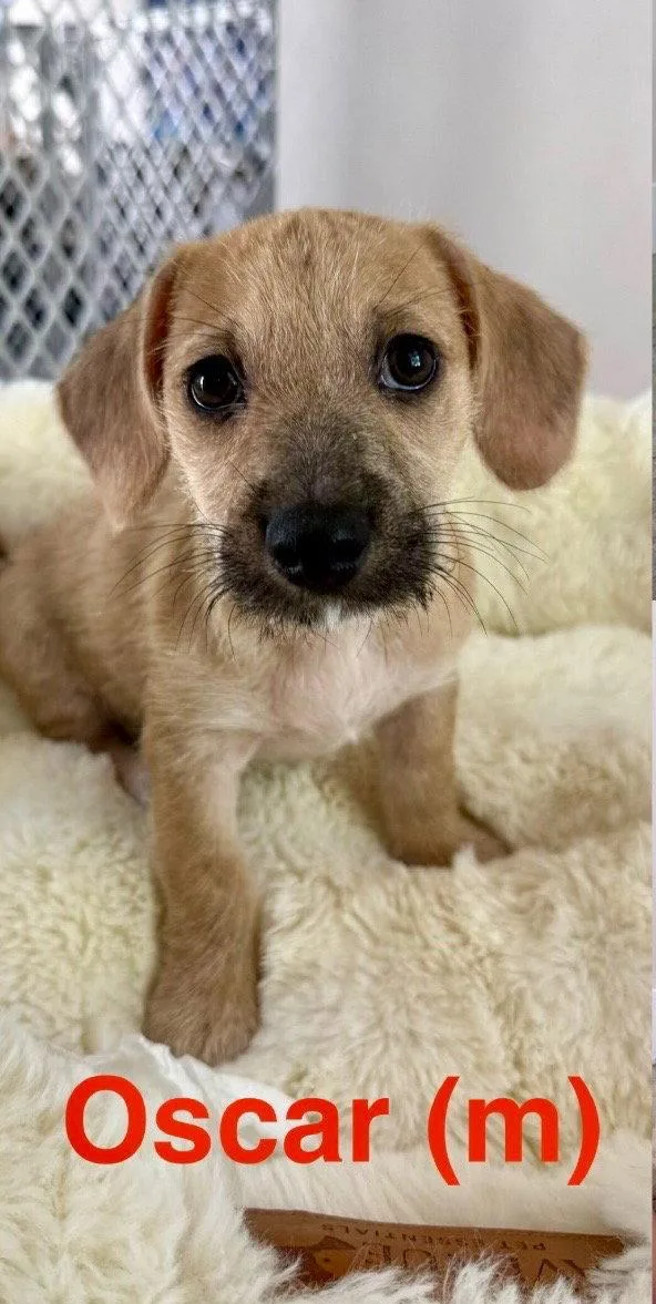 A baby small-sized male Terrier dog named Oscar for adoption in Lake Hopatcong, NJ