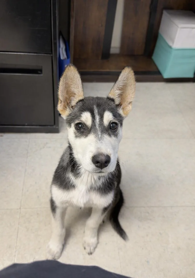A young small-sized male Husky dog named Percy for adoption in Oakdale, CA