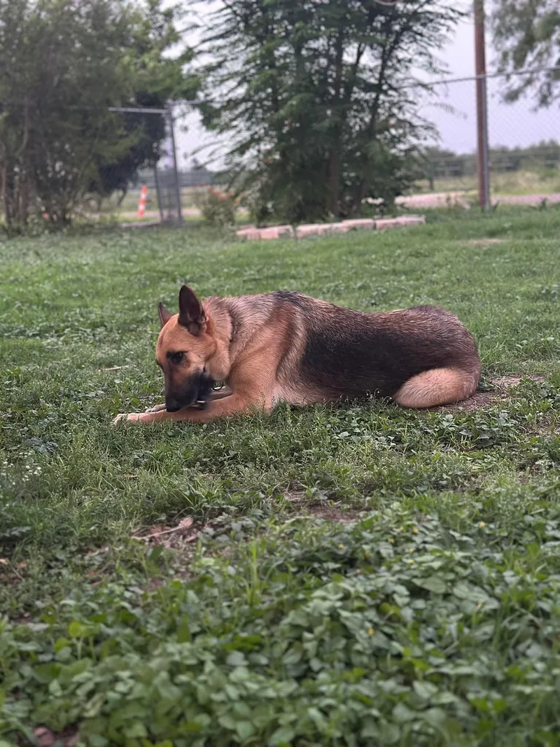A young large-sized female Tricolor (Brown, Black, & White) German Shepherd Dog dog named Lady for adoption in Greeneville , TN