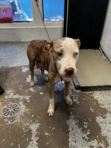 An adult large-sized female Pit Bull Terrier dog named Tifa for adoption in Mobile, AL