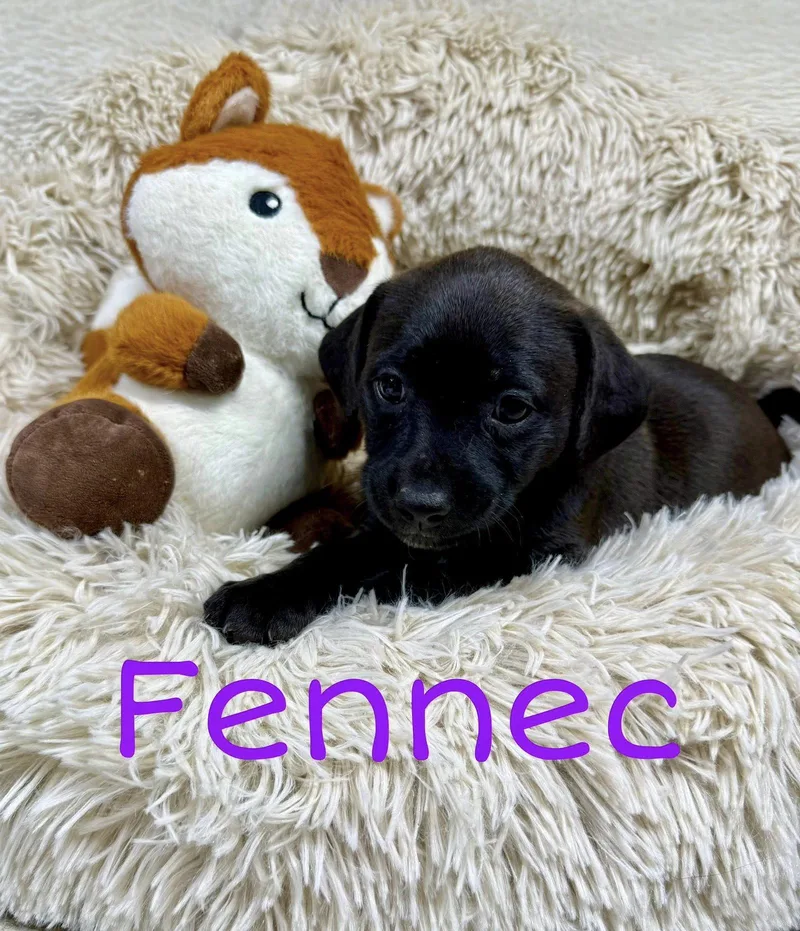 Fennec