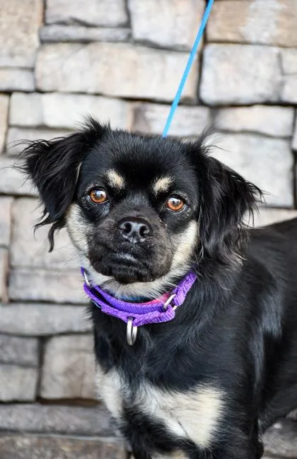 An adult small-sized female Spaniel dog named Phoebe for adoption in Yakima, WA