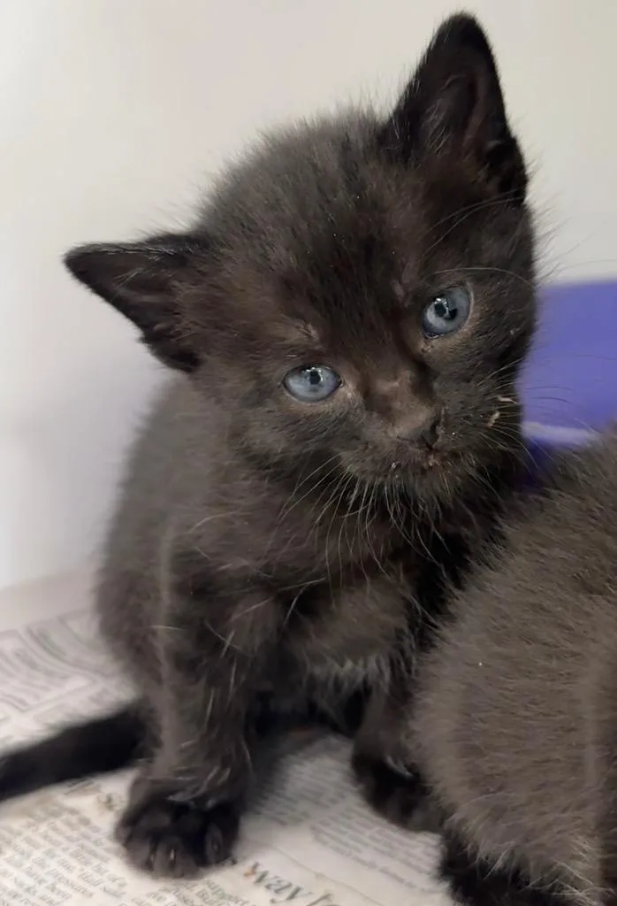 A baby small-sized female Domestic Short Hair cat named Nala for adoption in Carthage, MO