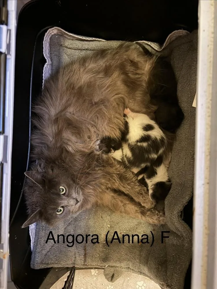 A young medium-sized female Domestic Long Hair cat named Angora for adoption in Chicago, IL