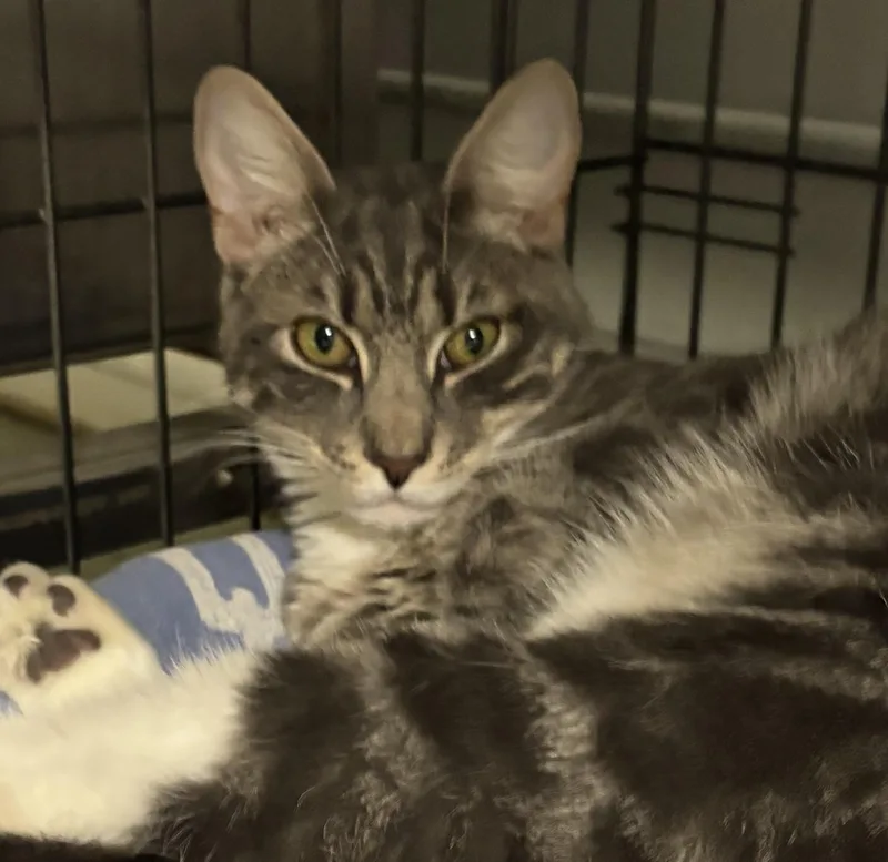 A young medium-sized male Domestic Short Hair cat named Hopscotch for adoption in Marblehead, MA