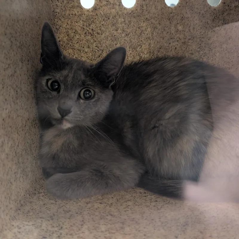 An adult medium-sized female Gray / Blue / Silver Domestic Short Hair cat named Juliet for adoption in Reno, NV