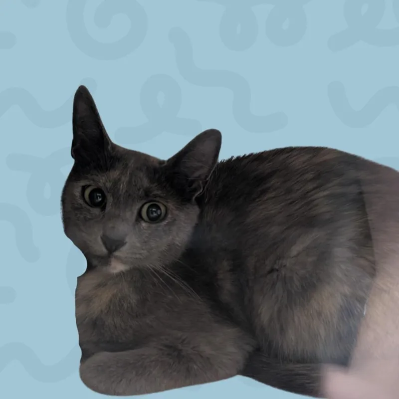 Juliet thumbnail 2
