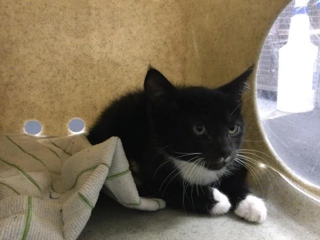 A baby small-sized male Domestic Short Hair cat named Crawley for adoption in Thousand Palms, CA