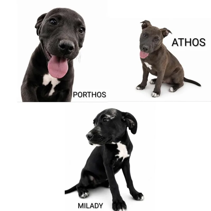 A baby small-sized male Labrador Retriever dog named Porthos for adoption in Parker, CO