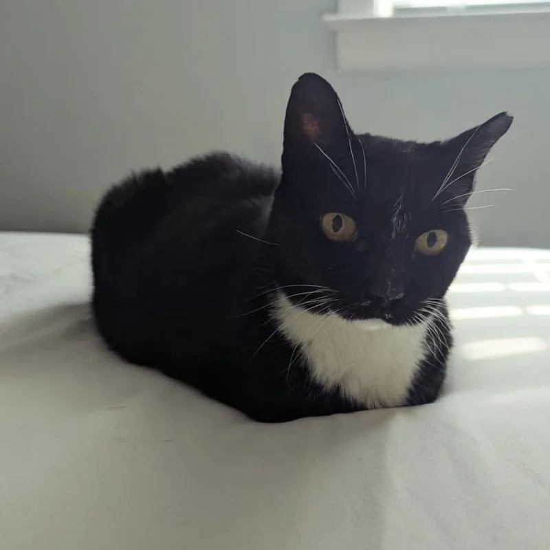 A senior medium-sized female Black & White / Tuxedo Domestic Short Hair cat named Nike Goddess Of for adoption in Alexandria, VA