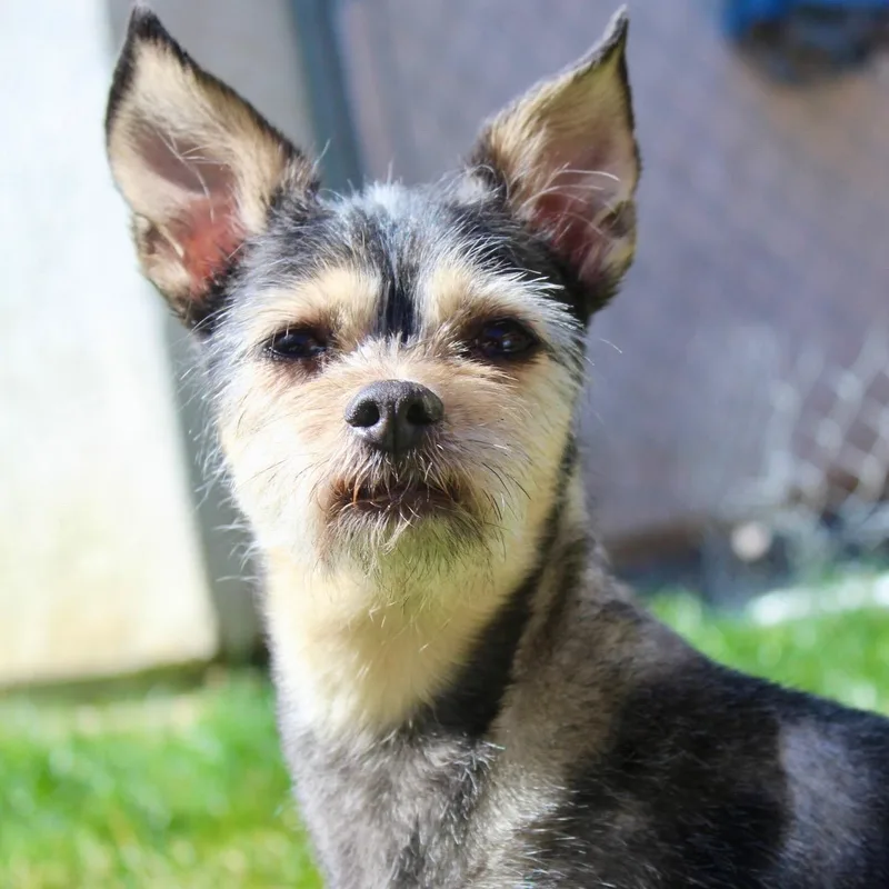 Ms. Sweetie Lacie thumbnail 3