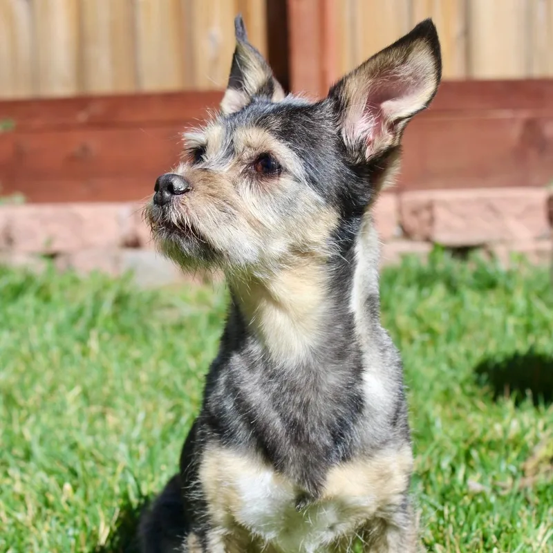 Ms. Sweetie Lacie thumbnail 4