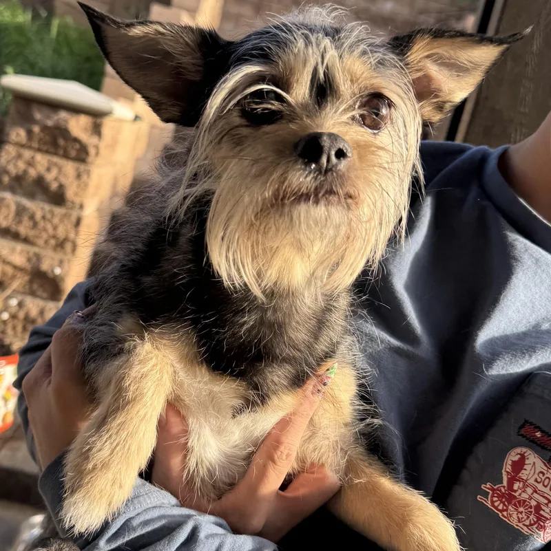 Ms. Sweetie Lacie thumbnail 5