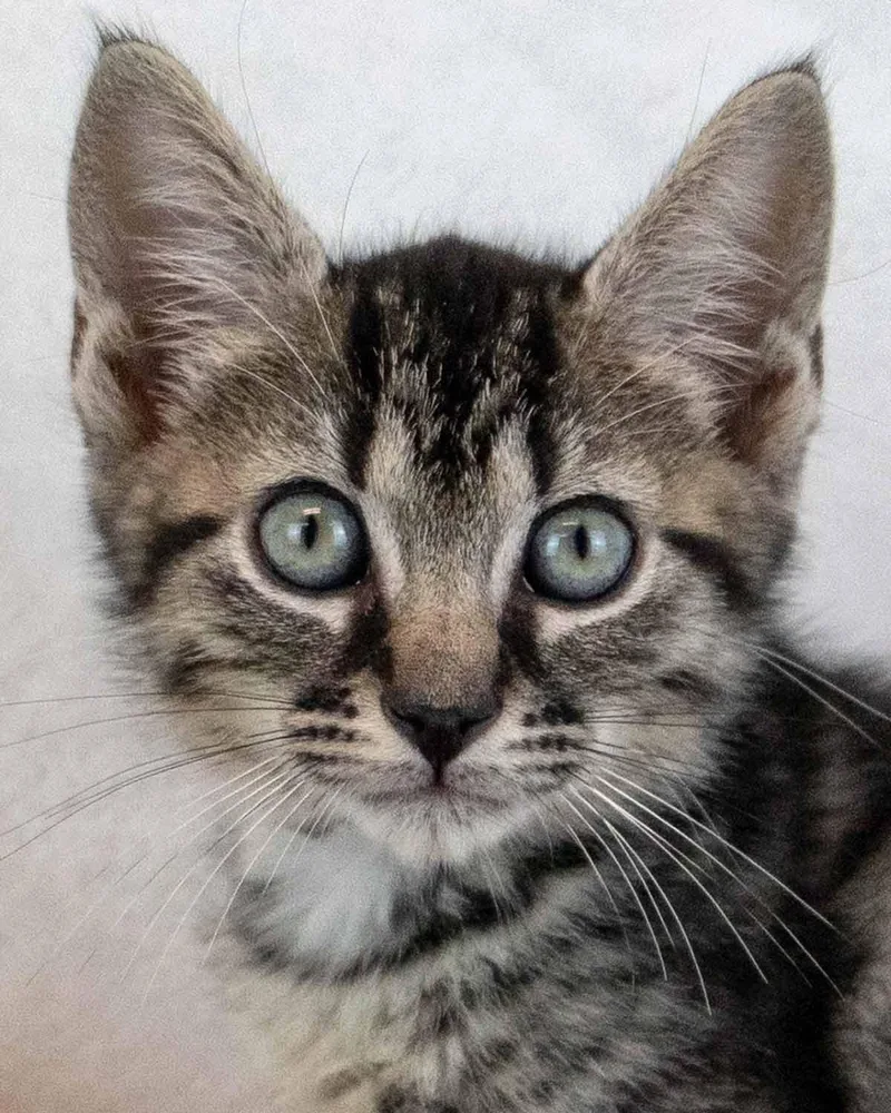 A baby medium-sized male Domestic Short Hair cat named Dingo for adoption in Kennesaw, GA
