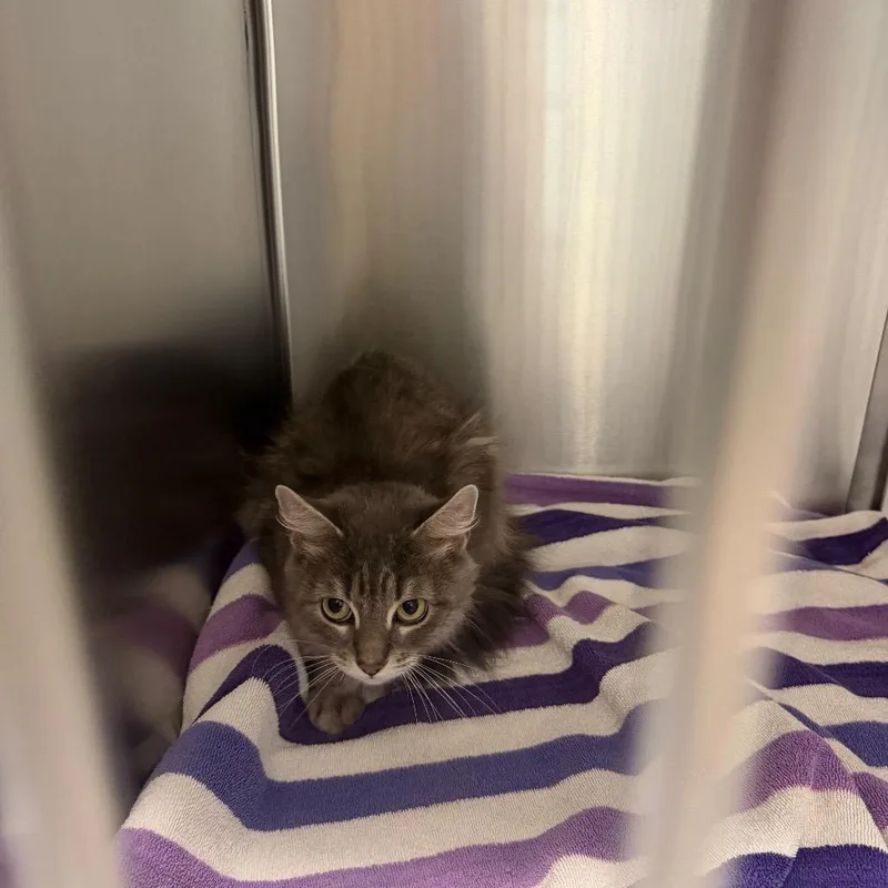 An adult medium-sized female Gray / Blue / Silver Domestic Medium Hair cat named Misty for adoption in Scituate, MA