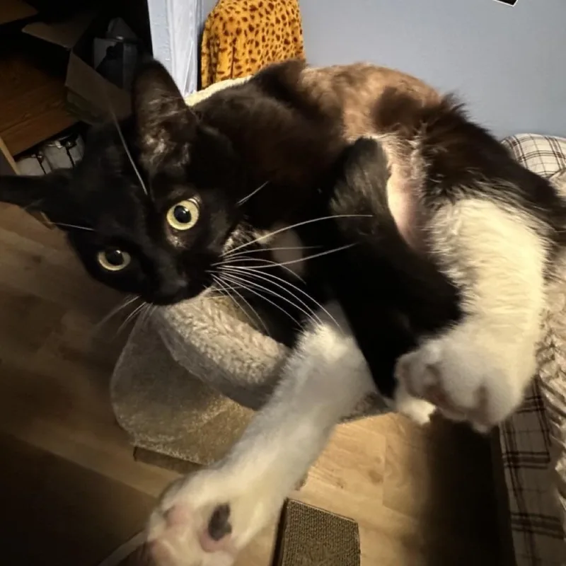 A young large-sized female Black Domestic Short Hair cat named Elfie for adoption in Tacoma, WA