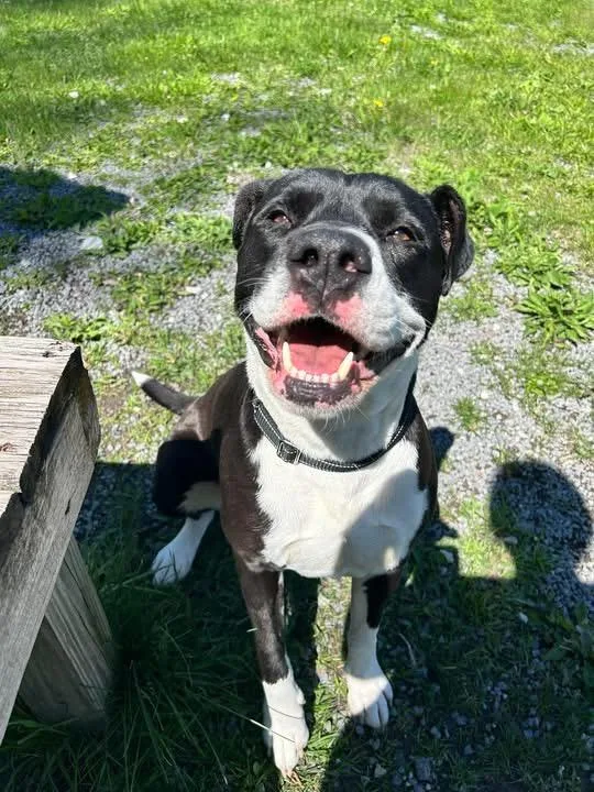 An adult large-sized female Pit Bull Terrier dog named Goose for adoption in Howes Cave, NY