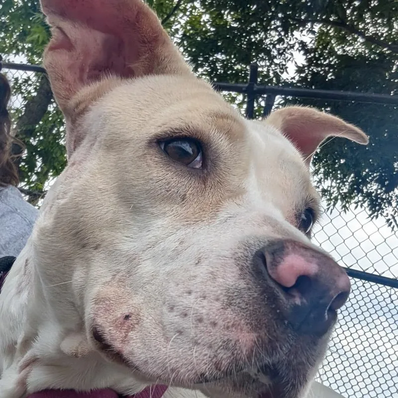 A young medium-sized female White / Cream Pit Bull Terrier dog named Toasted Marshmallow for adoption in York, PA