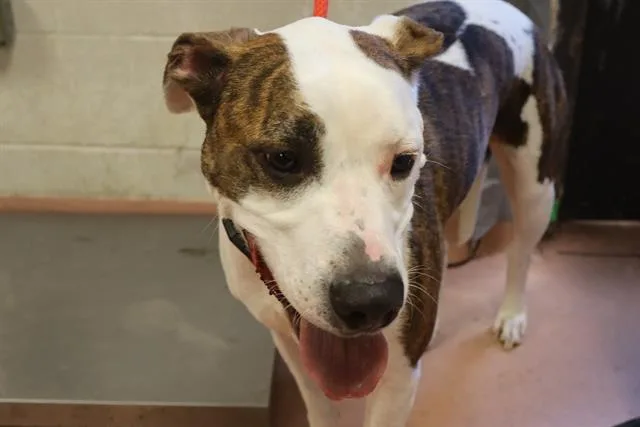 An adult large-sized male Mixed Breed dog named Zeus for adoption in Columbia, SC