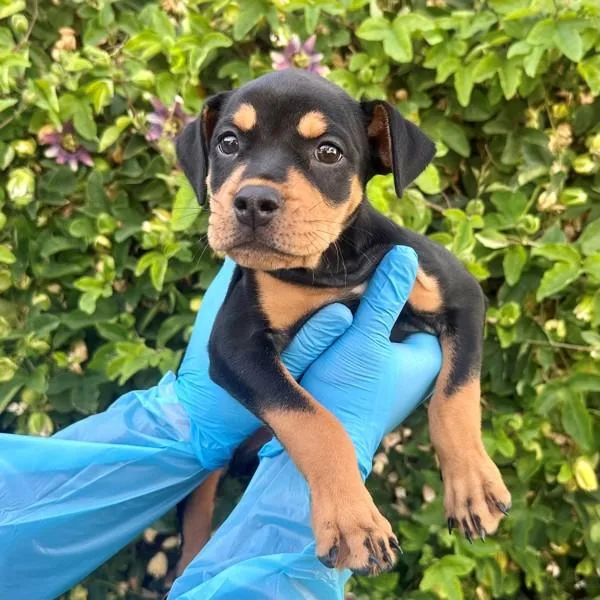 A baby small-sized female Rottweiler dog named Rainy for adoption in Walnut Creek, CA