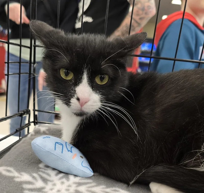 An adult medium-sized female Black & White / Tuxedo Domestic Short Hair cat named Bootsy for adoption in Chicago Ridge, IL