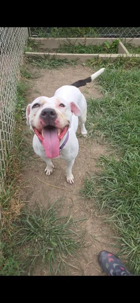 A young medium-sized female Pit Bull Terrier dog named Goreo for adoption in Marion, OH