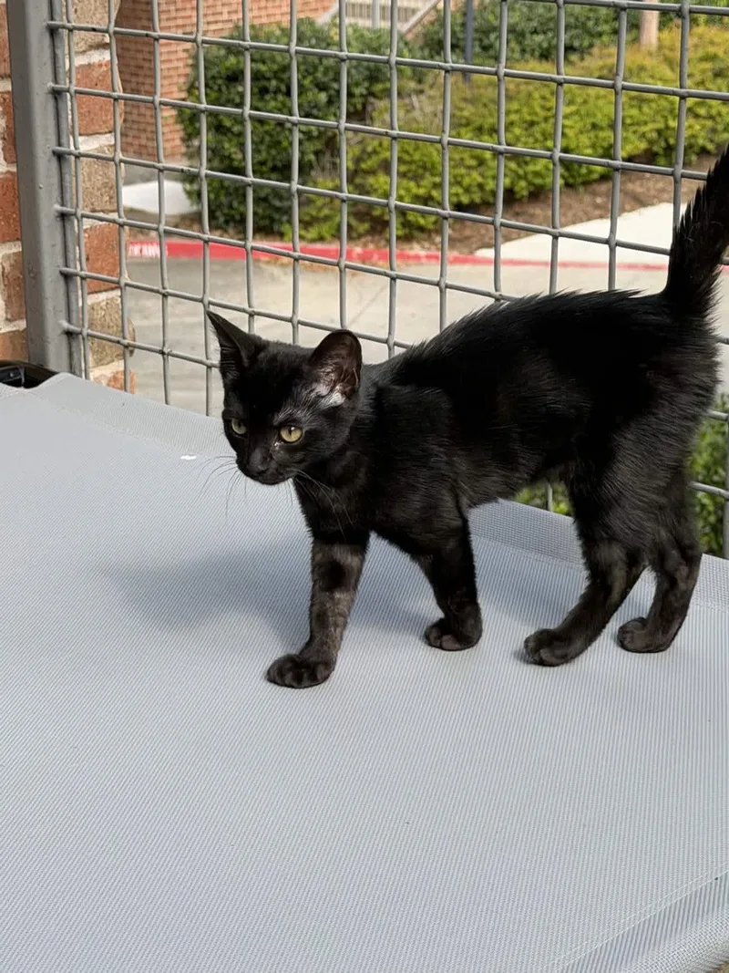 A baby medium-sized female Black Domestic Short Hair cat named Eevee for adoption in Fort Worth, TX