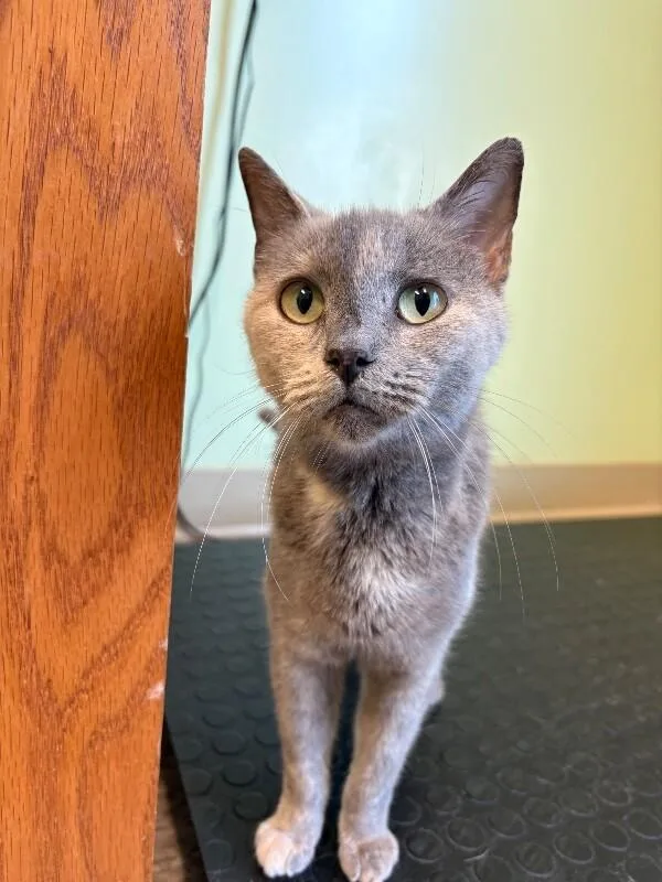 An adult medium-sized female Calico Domestic Short Hair cat named Cranberry for adoption in Warren, PA