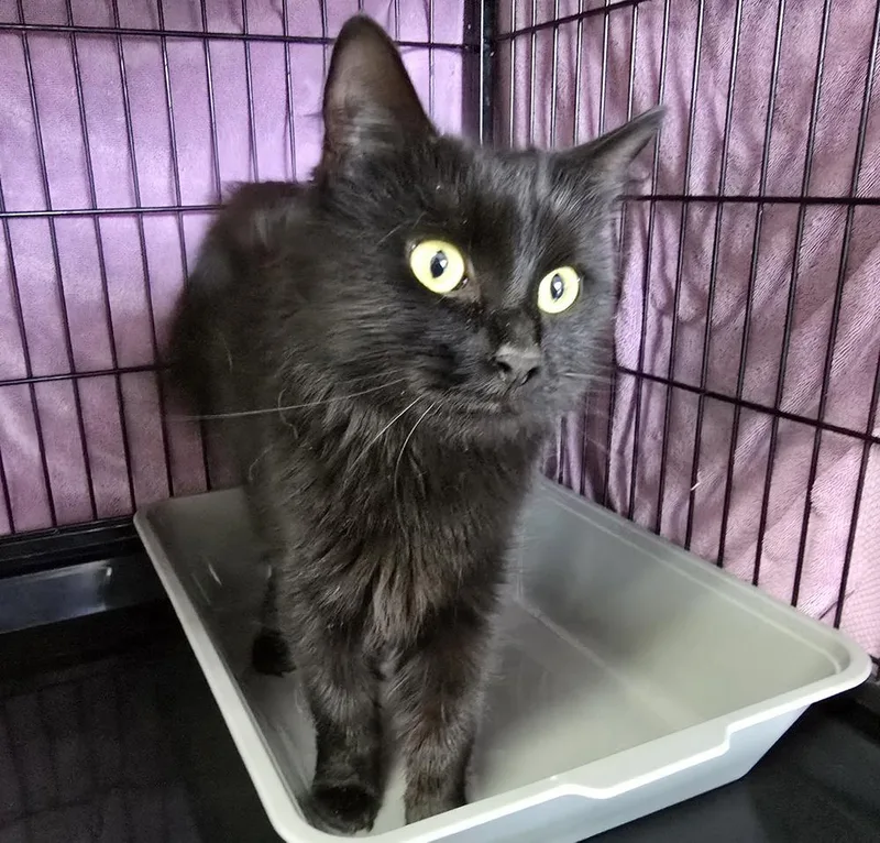 An adult medium-sized female Domestic Long Hair cat named Ravenclaw for adoption in Southbury, CT
