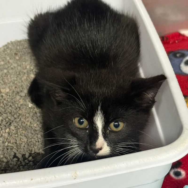 Tux