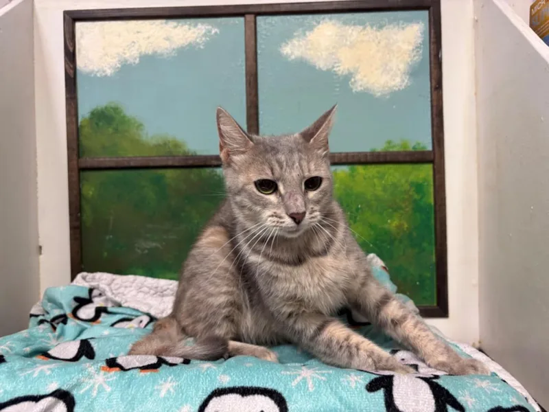 A young medium-sized female Domestic Short Hair cat named Olive for adoption in Houston, TX