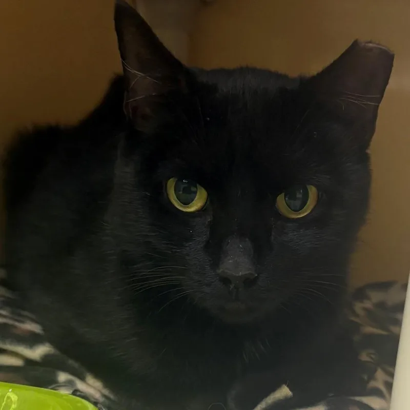 A young medium-sized female Domestic Short Hair cat named Angel for adoption in East Hanover, NJ